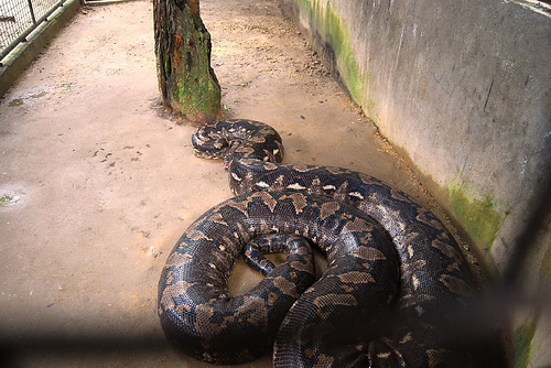 python2
